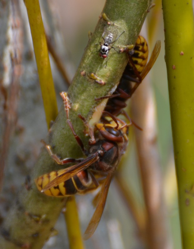 Vespa crabro su Salix viminalis